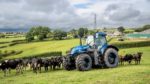 Cows Surrounding Tractor